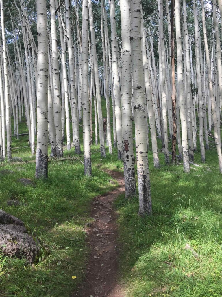 Image: hiking trail through aspens in Flagstaff, Arizona
Starting an accounting services business or becoming a bookkeeping coach was not a planned path.